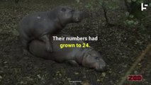 Pablo Escobar's Sex-Crazed Cocaine Hippos