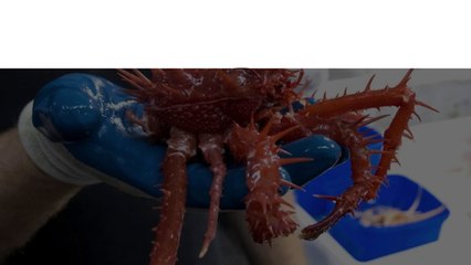 These 10 Deep Sea Creatures Seem To Come From Another World