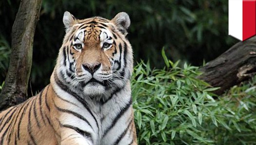 Serangan harimau ganas di Riau pria selamat karena pura 