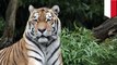 Serangan harimau ganas di Riau, pria selamat karena pura-pura mati- TomoNews