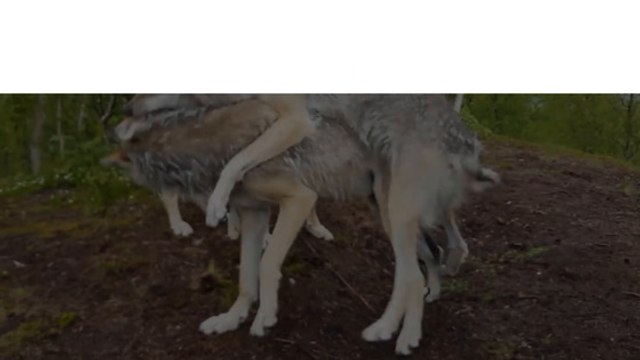 Top 10 Animals Brought Back From the Brink of Extinction