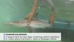 Scientists study shark habitats in Galapagos Islands