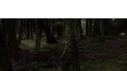 Top 10 Animals We Could Bring Back From Extinction