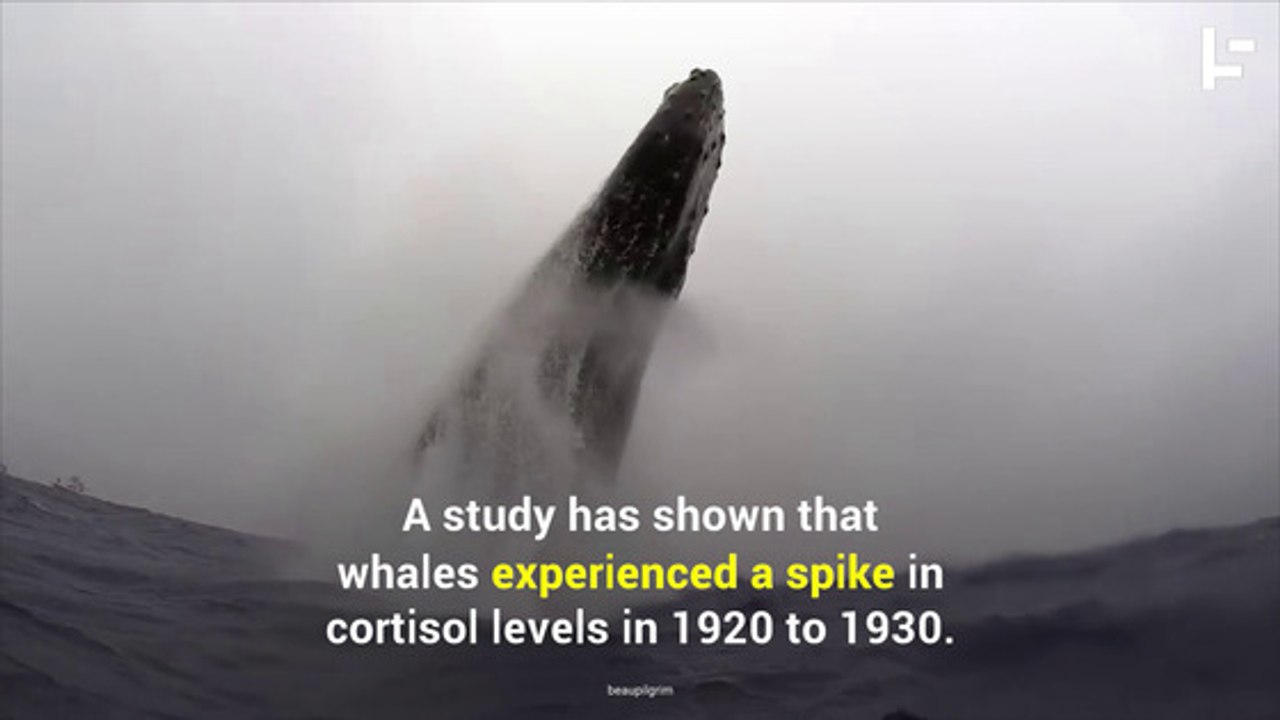 How Earwax Proves We’re Stressing out the Whales