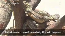 Dozens of komodo dragon babies hatch at Indonesian zoo