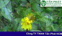 【Địa chỉ bán Sài Đất】tại Tấn Phát TP.HCM™ 0971 443 663 Uy Tín Chất Lượng. Giao hàng toàn quốc + Mua 5kg tặng 1kg + Miễn Phí Ship