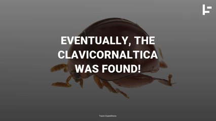 A New Pinhead-sized Beetle is Discovered in Borneo