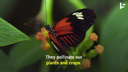 The Insects Are Dying and It's Not Good News