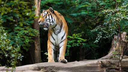 Sebentar Lagi  Harimau Punah