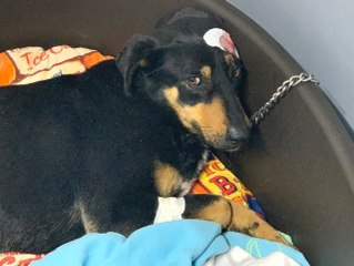 Havlama sesinden rahatsız olduğu köpeği başından vurdu