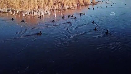 Sakar mekeler Ağrı Dağı'nı mesken tuttu - IĞDIR