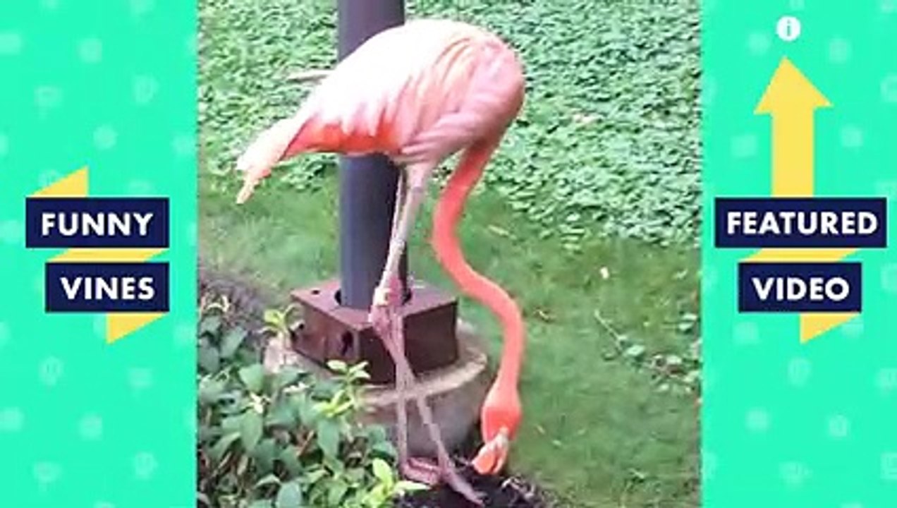 TRY NOT TO LAUGH Cute FUNNY ANIMALS Funny Videos February 2019