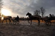 Herkunft von Pferden: Der Trotteur Français
