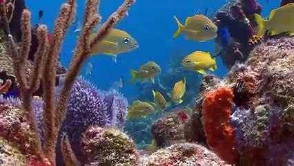 성주출장안마 -100%미인ョØ7Øe881ØaØ184{카톡XPF889}성주전지역출장마사지샵성주출장go안마ok성주출장마사지황형みめも조건만남만남1위