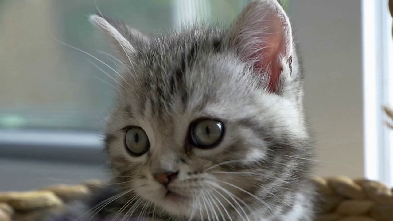 Faune - Comment rendre minou heureux ?