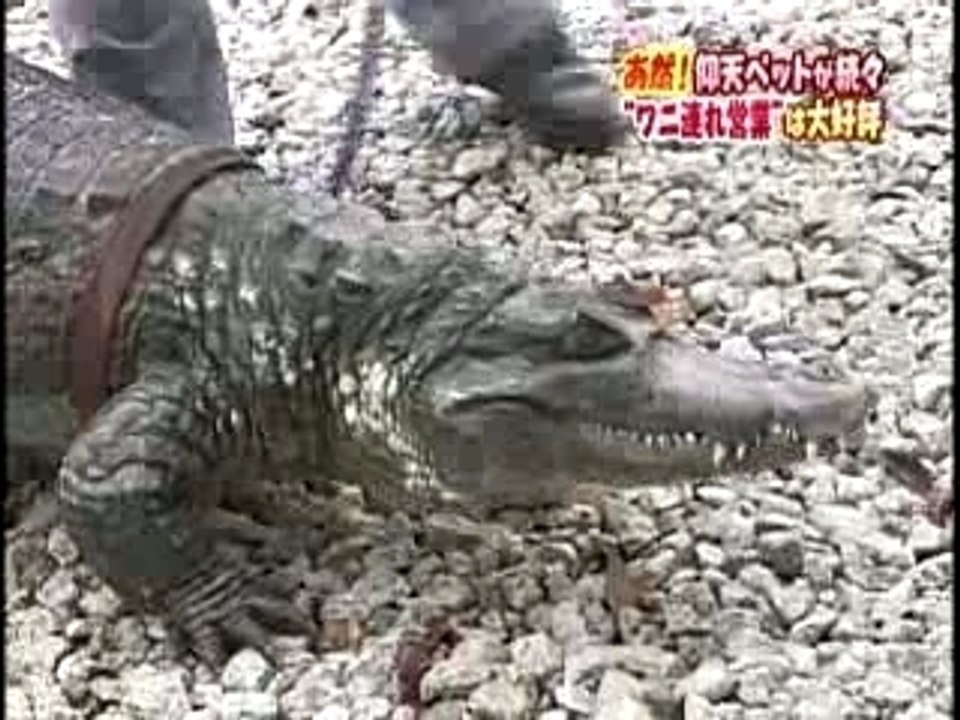 Caiman-kun