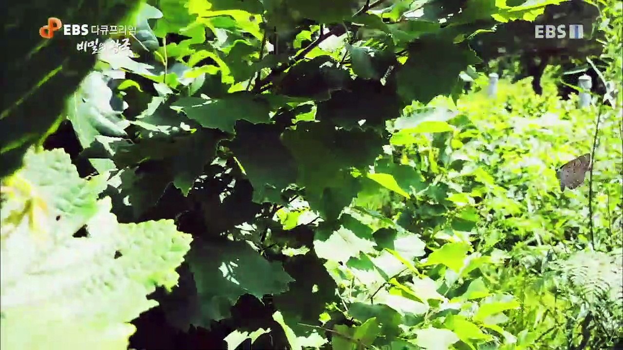EBS 다큐프라임 - Docuprime_비밀의 왕국 2부- 위험한 동거_#003