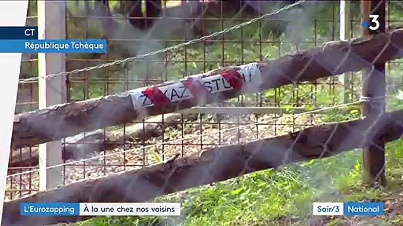 Eurozapping Un Homme Devore Par Un Lion En Republique Tcheque Video Dailymotion