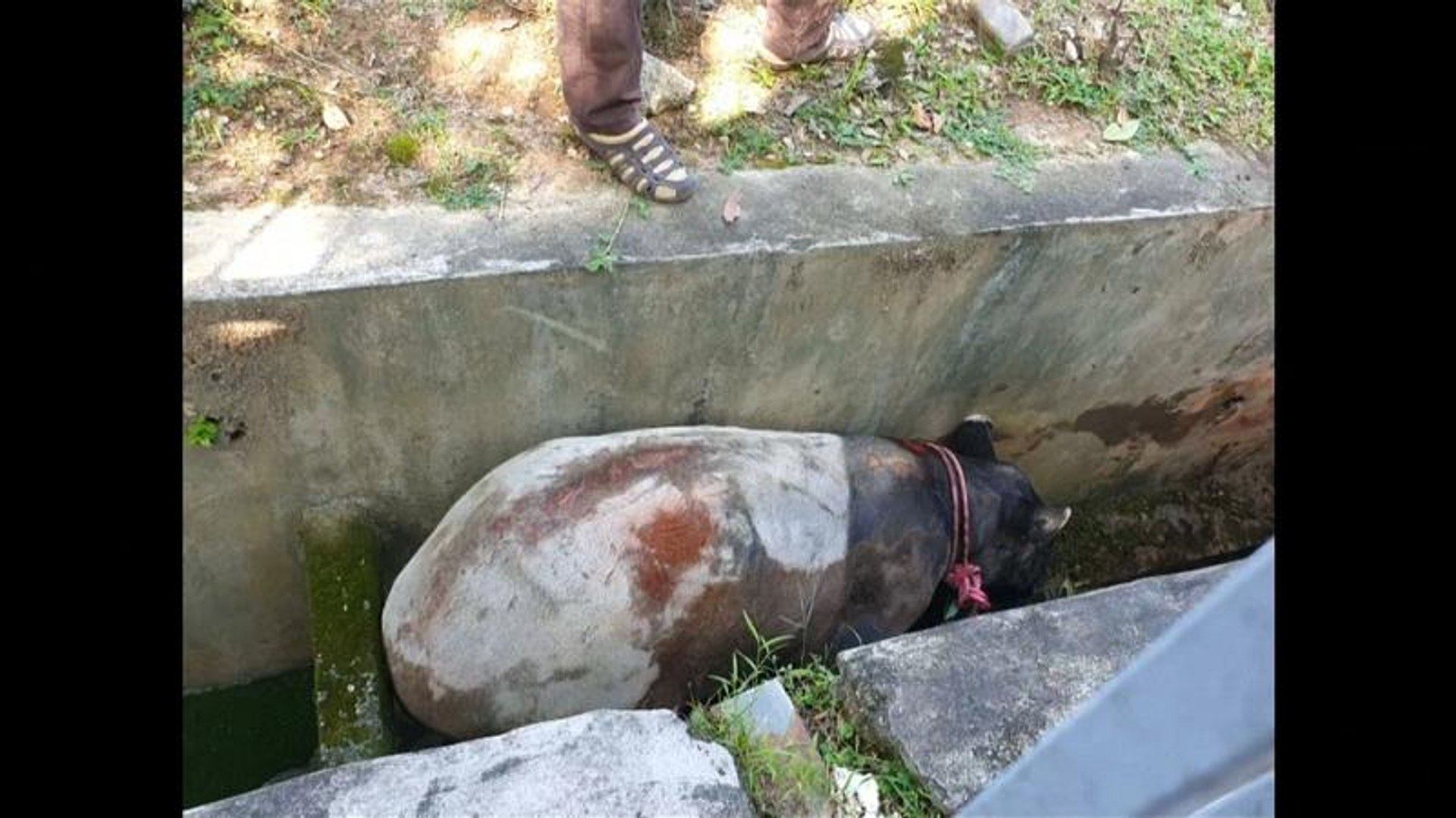 شاهد: إنقاذ حيوان تابير علق في فتحة صرف صحي في ماليزيا