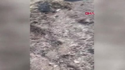 Antalya Hayvanları Korumada Emsal Karar, Ömür Boyu Hayvan Sahiplenemeyecek-Arşiv