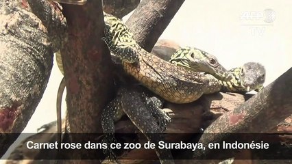 Indonésie: naissance de plus de 70 bébés dragons de Komodo