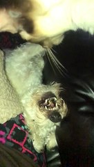 Cat taunting her prey