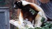 ولادة حيوان نادر في حديقة مولوز للحيوانات في فرنسا