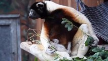 ولادة حيوان نادر في حديقة مولوز للحيوانات في فرنسا