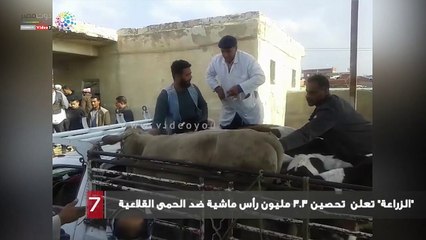 "الزراعة" تعلن  تحصين 3.3 مليون رأس ماشية ضد الحمى القلاعية