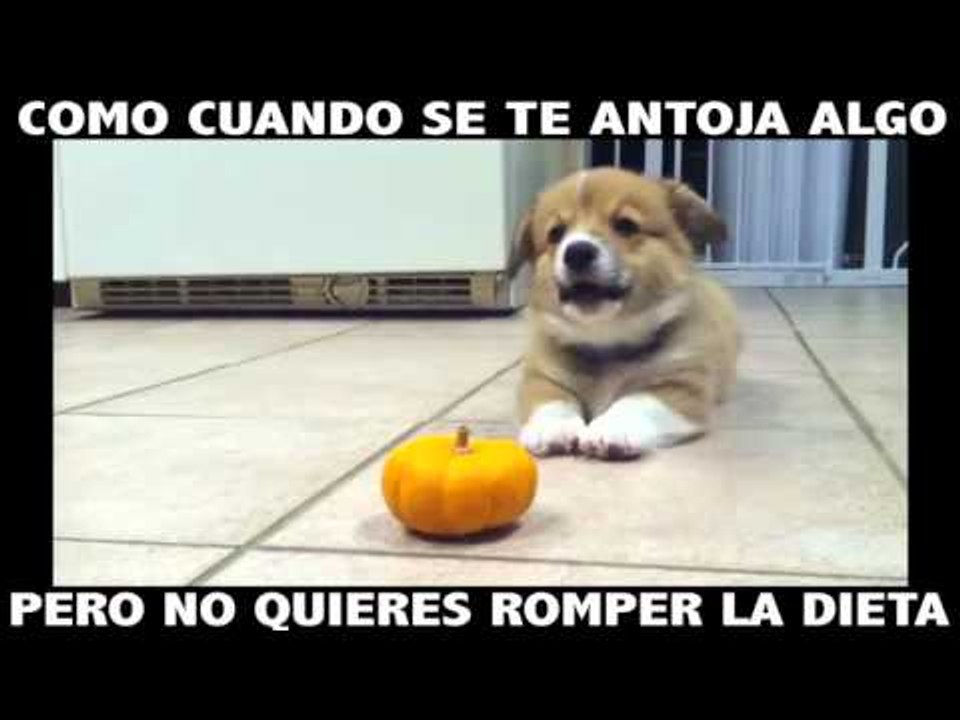 ¡Odiamos las dietas, pero AMAMOS a este perrito!