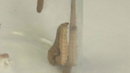 비닐 먹는 '기특한' 애벌레 '소화 효소' 찾았다 / YTN