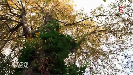 Un platane parisien centenaire au secours d'un congénère