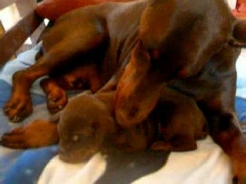 Cillian des Gardiens du Donon