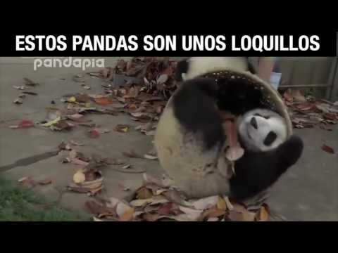 Osos pandas se descontrolan