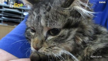 This Wobbly Kitty Can Walk Thanks To 3-D Printing