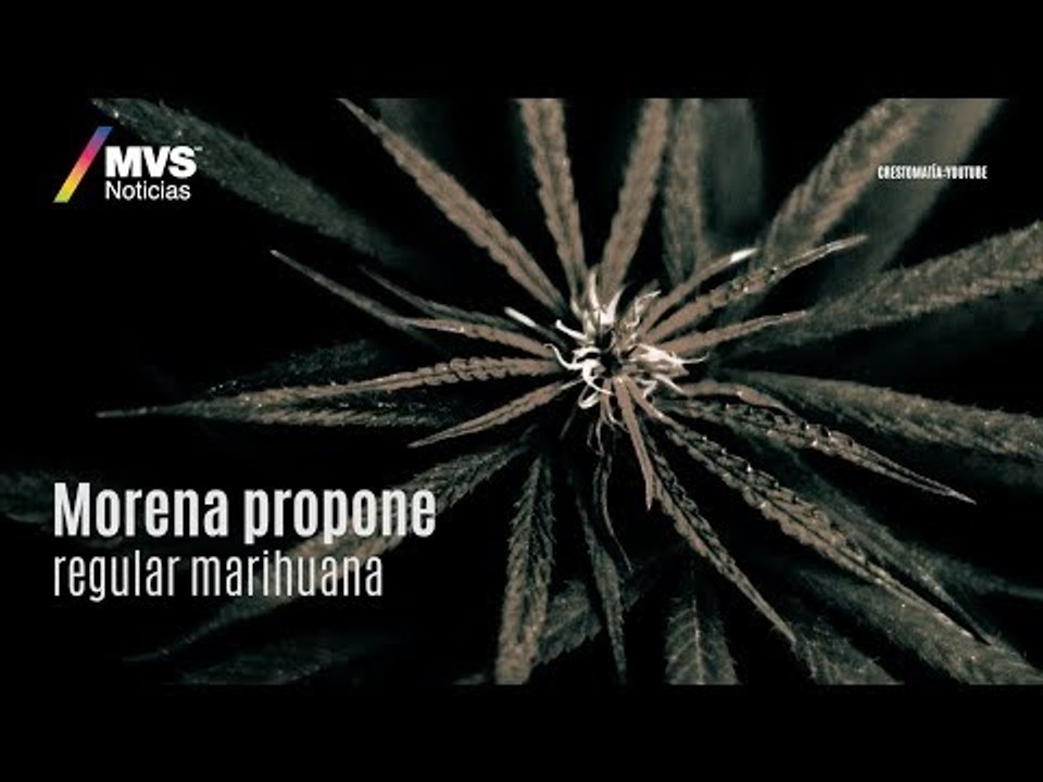 Morena propone regular marihuana