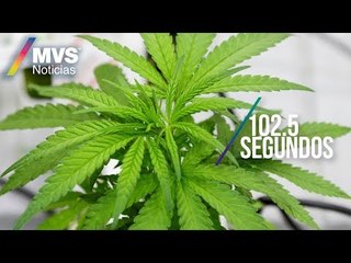 Libera Cofepris primer paquete de productos con cannabis