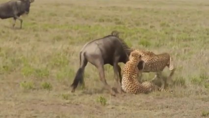 Guepardos Caçando Gnus Em Excelente Compilação