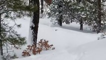 Quand un chien fraie un chemin à son pote bloqué dans la neige
