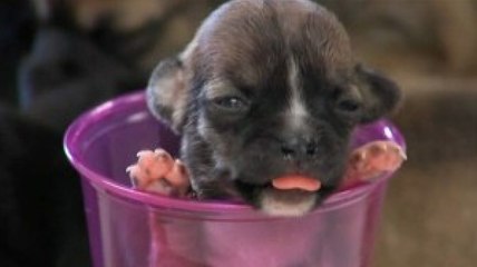 Tiny Beyoncé, World’s Smallest Puppy, Is Doing Her Part To Help Her Fellow Dogs
