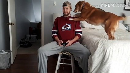 Ce chien déteste quand vous jouez aux jeux vidéos !