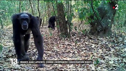 Côte d'Ivoire : le dernier sanctuaire des chimpanzés