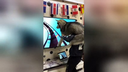 Man creates human roller-coaster for his husky