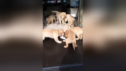 Affectionate golden retriever puppies gang up on cat in China's Shanxi