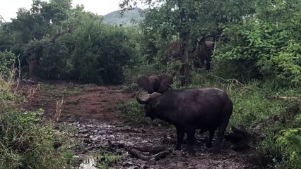 Cocky elephant calf shows buffalo who's boss while protecting his herd
