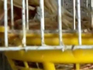 فيديو لم تراه من قبل لطائر كناري وهي تبيض