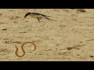Very strange Bird kills snake