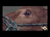 مقطع مبكي جدآ : عندما شاهدت البقرة انها سوف تذبح بدئت تبكي شاهد الفيديو لترى النهاية