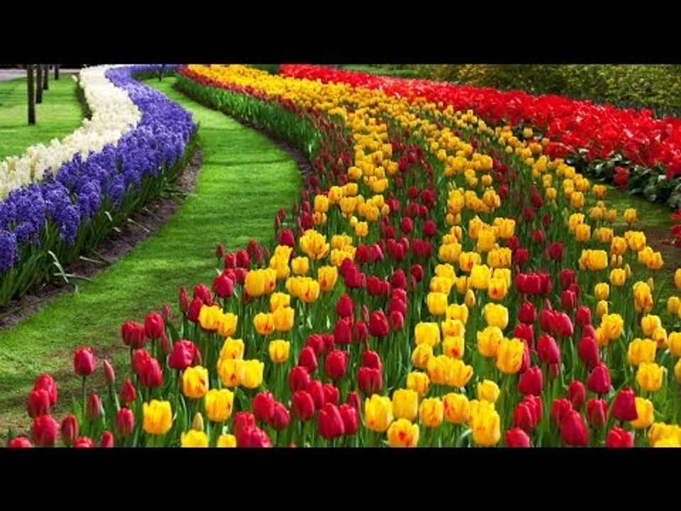 أجمل حقول الورد الرومانسية مناظر خلابة طبيعية