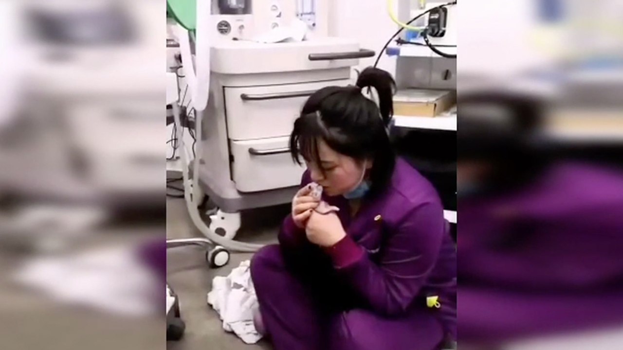 Vet saves newborn kitten with mouth-to-mouth respiration